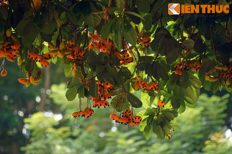 Một số hình ảnh khác về cây sang.