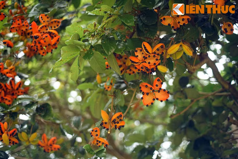 Loài cây này có tán rộng, không rụng lá và khá dễ chăm sóc nên những năm gần đây bắt đầu được trồng ở một số đô thị Việt Nam.