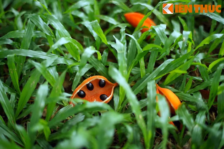 Hạt cây sang khi chín có thể đem rang lên, ăn bùi như hạt điều. Tuy nhiên ăn nhiều quá có thể bị say.