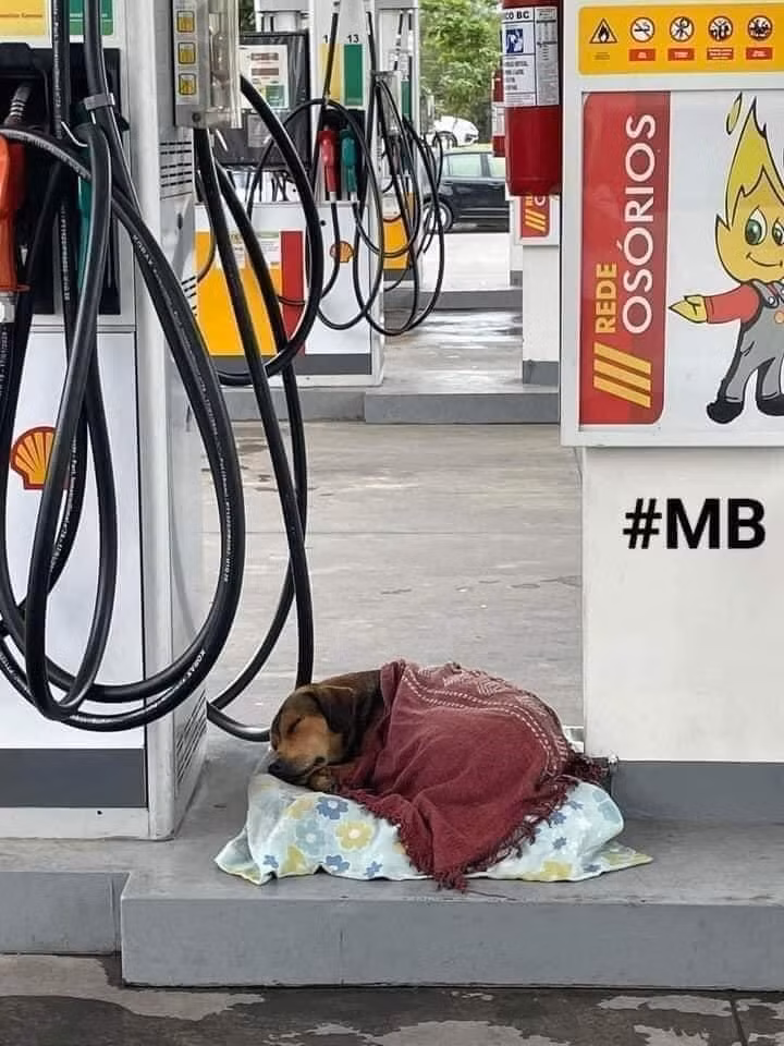 Trông hàng nhưng mệt quá thì ngủ một lúc vậy.