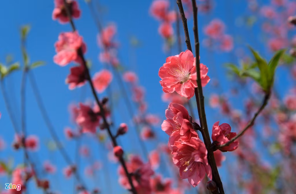 Với những vườn trồng đào cành, tình hình khả quan hơn. Tuy vậy, nhiều vườn vẫn ế hàng. 
