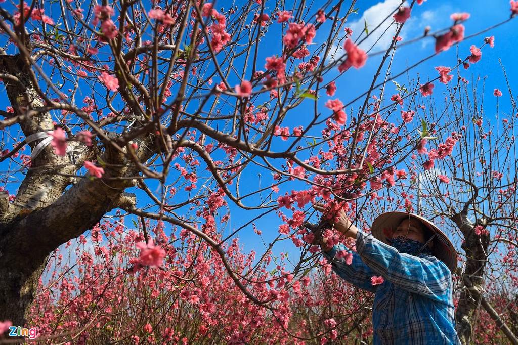 Do thời tiết nắng nóng, vườn đào của chị Nguyễn Thị Doan nở hoa sớm, khó bán. Những gốc đào chưa bán được, chị cắt cành dăm để bán gỡ ít tiền, đồng thời dưỡng cây cho mùa sau. Một cây đào giá mọi năm là 10 triệu đồng, năm nay chị phải cắt cành dăm bán 50.000 đồng mỗi bó, chỉ thu được khoảng 500.000 cho một cây. 
