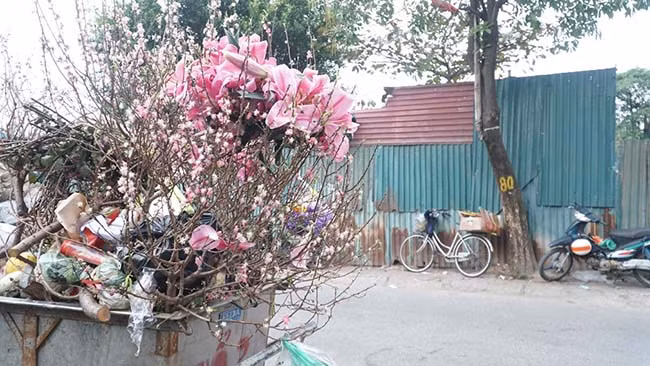 Ghi nhận tại một vài điểm tập kết rác tạm thời, xe rác nào cũng đầy những cành đào, hoa bị bỏ. 