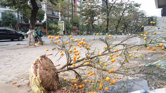 Một cây quất cảnh cũng bị vứt ngoài đường lá đã rụng gần hết chỉ còn mỗi quả.