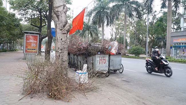 Các xe rác không còn đủ sức chứa đào, quất bị bỏ.