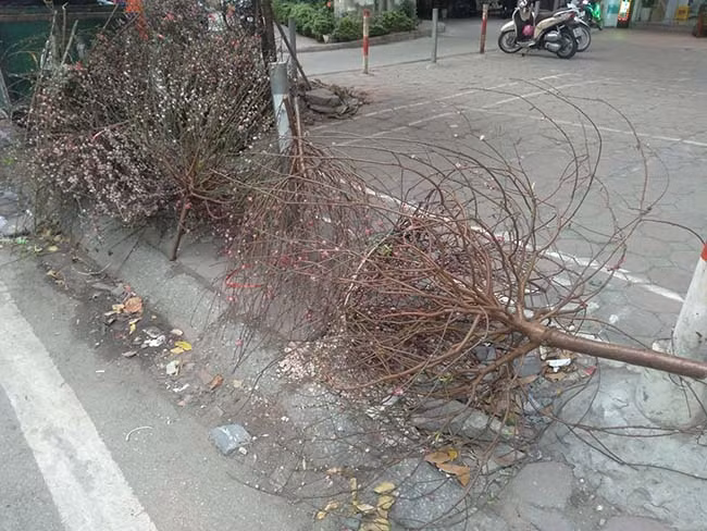 Trên vỉa hè, dưới lòng đường đâu đâu cũng thấy đào, quất bị vứt bỏ. 