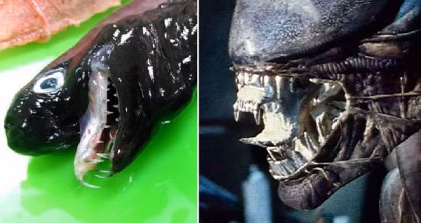 Tuy nhiên, con cá lạ thực chất chính là một loài cá mập. Loài cá này có tên gọi là "Viper Shark", có nghĩa là cá mập rắn lục, với hàm răng sắc nhọn không hề thua kém loài rắn lục.
