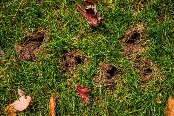 Các nhà sinh vật học cho biết armadillo có thể nín thở trong vòng 6 phút, cho phép chúng đi bộ dưới đáy sông hoặc thậm chí căng phồng ruột lên để trôi qua bờ bên kia sông như một quả bóng hơi bị xịt.
