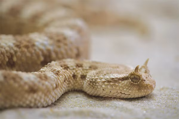 Rắn mọc sừng (tên khác là horned viper) là một trong những loài rắn lạ nhất thế giới vì sở hữu vẻ ngoài như...yêu quái. Đa phần những con rắn thuộc loài này mọc sừng trên 2 mắt, nhưng một số lại không.