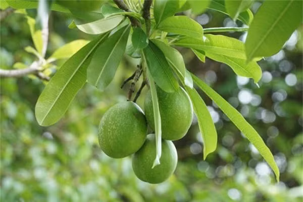 Tuy nhiên sau này nó bị loại bỏ dần do rễ phát triển mạnh và quả rụng nhiều. Ngày nay, nó có thể được tìm thấy trong các công viên và sân vườn như một cây cảnh.