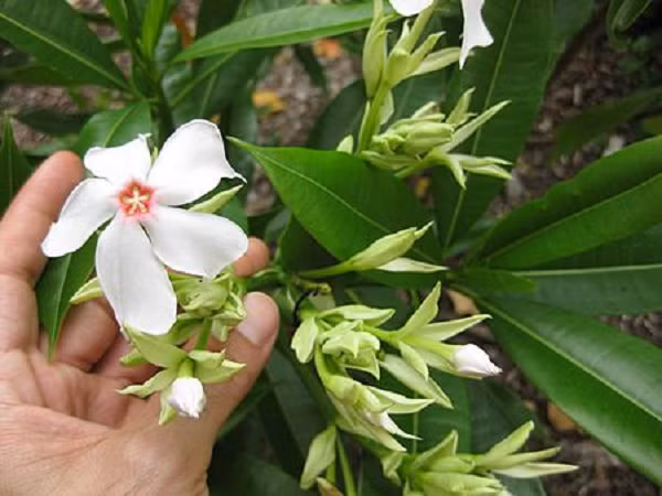 Như đã nói ở trên, độc tính của cây Cerbera odollam tồn tại ở trong hạt (trong quả) của nó. Sau khi người ăn phải độc tố trong hạt cây Cerbera Odollam sẽ xuất hiện các triệu chứng ngộ độc như: cảm giác bỏng rát trong miệng, nôn mửa, đau đầu, loạn nhịp tim và hô hấp không đều, dẫn đến hôn mê sâu rồi tử vong sau 6 giờ.