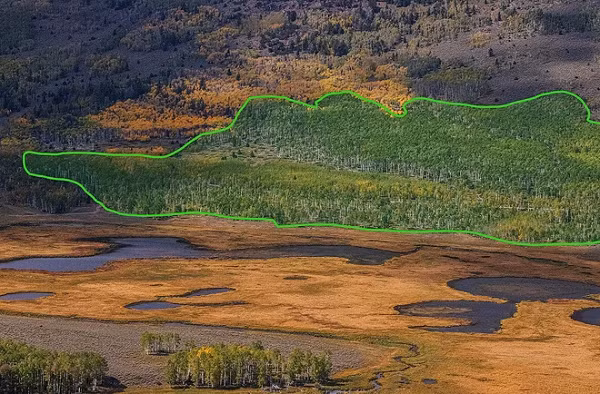 Trong rừng quốc gia Fishlake ở Utah, Mỹ, có một rừng cây dương lá rung với tên gọi Pando. Thoạt nhìn, nhiều người có thể nhầm tưởng đó là một cánh rừng bình thường.