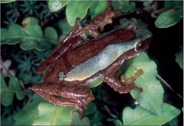 Loài ếch đầu tiên được phát hiện là Ếch cây văn bàn Rhacophorus vanbanicus Kropachev, Orlov, Ninh, and Nguyen, 2019. Loài mới được đặt tên theo địa điểm thu mẫu chuẩn tại huyện Văn Bàn, tỉnh Lào Cai ở độ cao 900m.