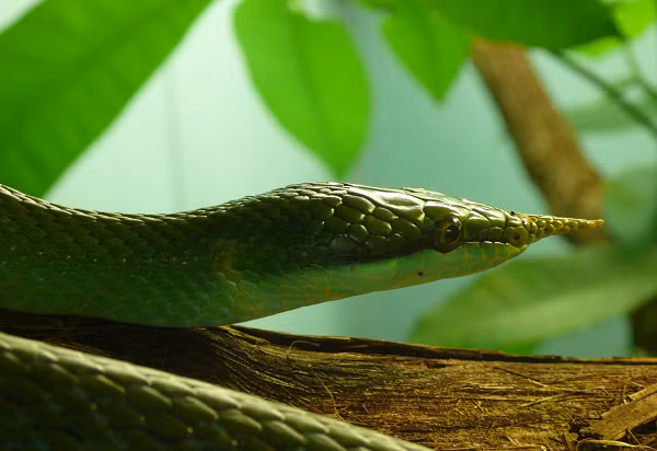 Ít ai biết ở nước ta có một loài rắn có vẻ ngoài vô cùng kỳ lạ đó là thanh xà kỳ lân, tên khoa học là Gonyosoma bourlengeri. Chúng còn có tên gọi khác là rắn vòi voi hay rắn vòi, rắn voi.