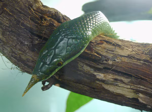 Thanh xà kỳ lân cũng có màu riêng, “độc nhất vô nhị”. Khi còn nhỏ toàn thân chúng màu xám. Lớn lên chuyển sang màu xanh lục hoặc xanh nõn chuối, hầu hết không có hoa văn gì thêm.