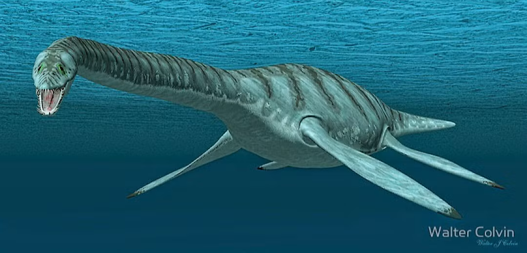 Mauisaurus có lẽ là loài bò sát đại dương lớn nhất ở vùng biển New Zealand, với chiều dài cơ thể lên tới hơn 8 mét.