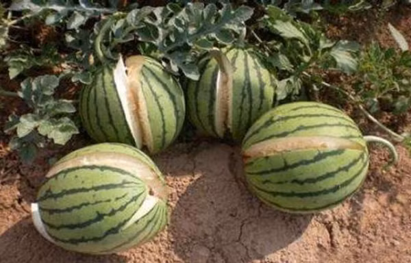 Mặc dù ban đầu nó không độc nhưng do môi trường mà nó đã phát triển thành loại dưa hấu độc, tất cả các lớp biểu bì đều có độc tính rất mạnh. Nếu vô tình ăn phải nó, du khách sẽ bị nhiễm độc.