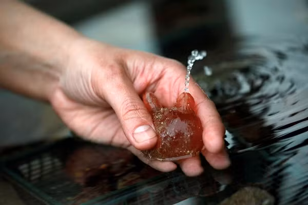 Hải tiêu chỉ đáng yêu khi chúng còn nhỏ mà thôi. Hải tiêu con có hình hài khá giống nòng nọc, với đầy đủ mắt, não và đuôi. Khi đến "tuổi teen", chúng sẽ gắn cơ thể của mình cổ định vào 1 mặt bám như là thân tàu, đá, san hô...