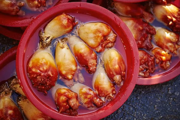 Sở dĩ chúng được đặt tên là Sea squirt vì mỗi lần hải tiêu nhổ mình khỏi mặt bám chúng sẽ bắn ra một tia nước. Chúng là một lớp động vật nhưng trông khá giống thực vật sống ở khắp các đại dương từ vùng ngập nước thủy triều nước lợ đến dưới biển sâu hàng nghìn mét.