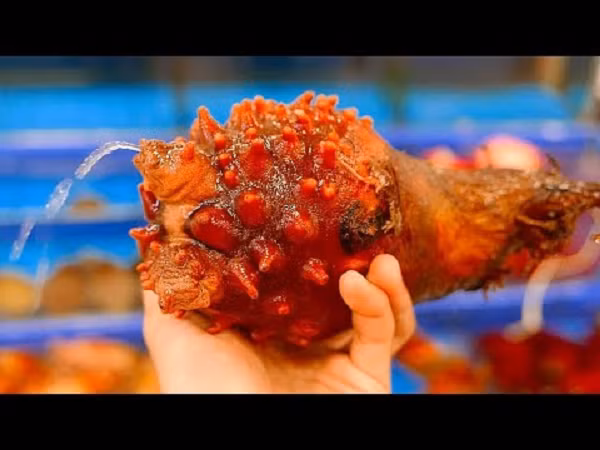 Thịt của hải tiêu có giá trị dinh dưỡng rất cao do chứa nhiều loại axit amin, nguyên tố khoáng và axit béo có lợi cho con người. Ngoài ra, hải tiêu có giá trị y học rất cao. Chúng được điều chế thành thuốc chữa bệnh Alzheimer và ung thư.