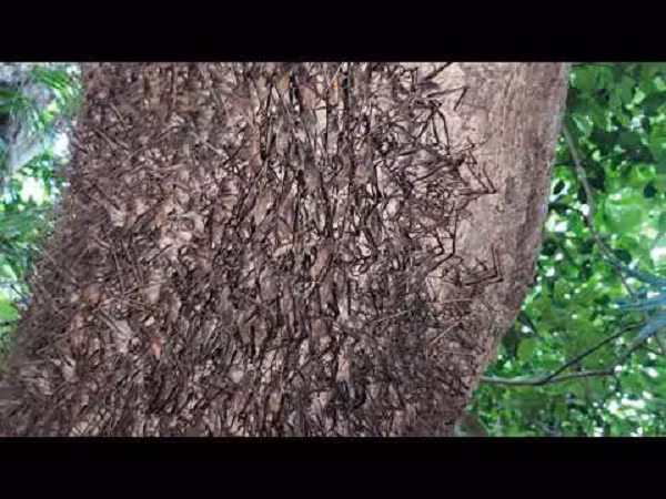 Đó là tôm rừng, một đặc sản nổi tiếng của Lạng Sơn. Hàng năm, cứ từ tháng 6 là người dân Lạng Sơn lại bắt đầu đi săn tôm rừng. Tôm rừng có kích thước khá nhỏ, chân như con cào cào, con nào to nhất cũng chỉ bằng ngón tay út.