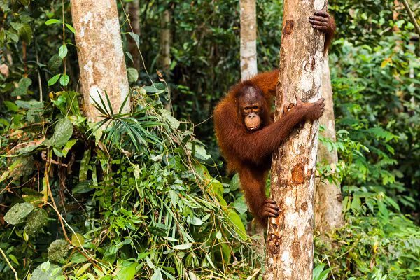 Homo erectus xuất hiện trên Trái Đất khoảng 1,8-2 triệu năm trước có biệt danh là "người đứng thẳng" bởi là loài đầu tiên được xác nhận di chuyển bằng cách bước đi như chúng ta và gần như từ bỏ thói quen leo trèo, đôi tay bắt đầu thuần thục với việc sử dụng công cụ.