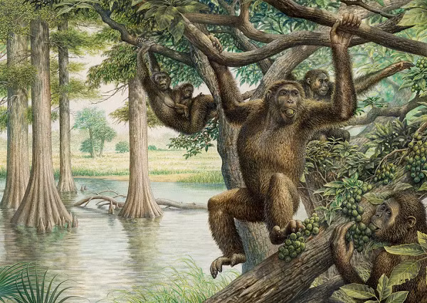 Tuy nhiên những bước tiến hóa nào đã tạo nên Homo erectus vẫn là bí ẩn. Dòng họ người vượn phương Nam của Issa có lịch sử hàng triệu năm với các cá thể có phần khác biệt nhau, tiến hóa qua từng thời kỳ.