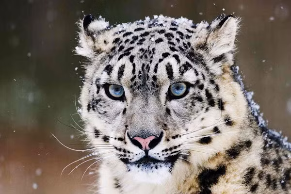 Được Liên minh Quốc Tế Bảo tồn Thiên nhiên (IUCN) đưa vào tình trạng Nguy cấp (Endangered) năm 1972, báo tuyết là một trong số những loài động vật đứng trước nguy cơ tuyệt chủng trong tương lai gần.