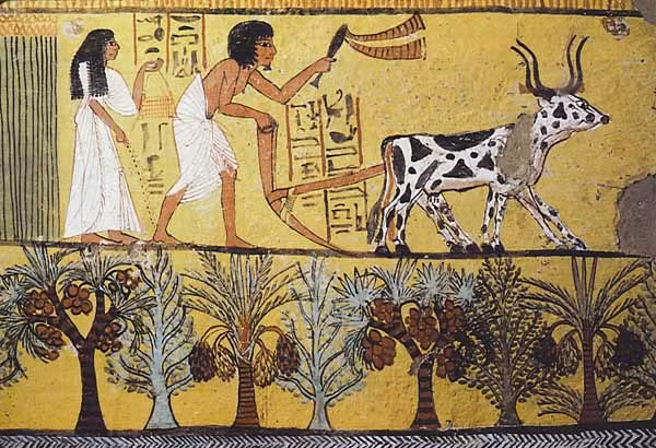 Trong khi đó, những người nông dân làm việc trên đất đai của pharaoh và quý tộc. Đổi lại, họ có chỗ ở, thức ăn và quần áo.