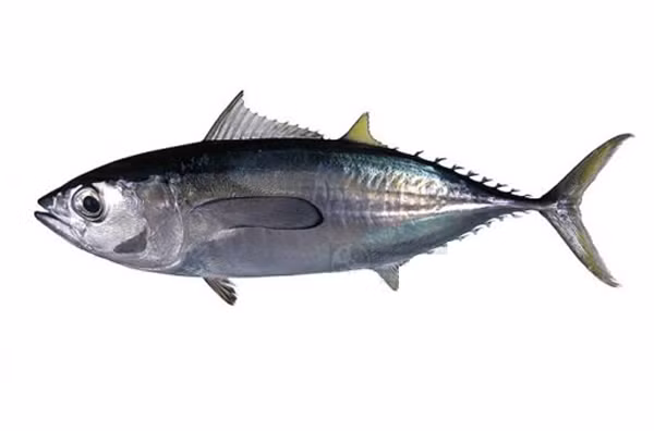 Bên cạnh kích cỡ, bạn nên chọn cá có hàm lượng thủy ngân thấp, tránh các loại cá có hàm lượng thủy ngân cao như cá thu vua, cá ngừ mắt to, cá ngói (Vịnh Mexico), cá kiếm, cá marlin, cá mập và cá đỏ New Zealand.