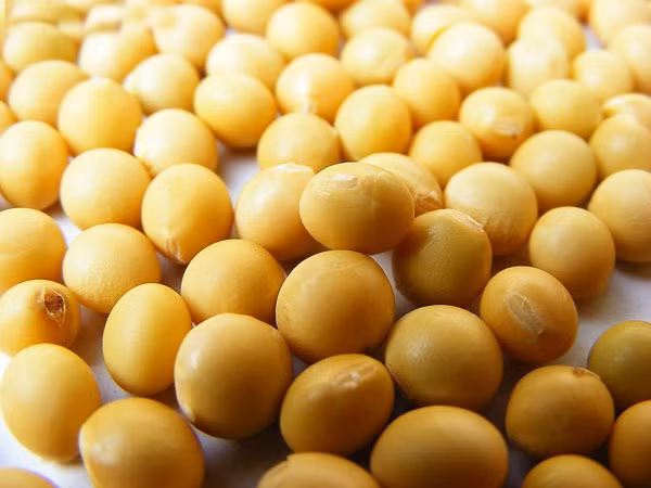 2. Đậu tương luộc. Chất isoflavone trong loại thực phẩm có thể phòng ngừa ung thư vú. Các nghiên cứu kết luận đỗ tương còn có thể ức chế sự lan rộng của ung thư tuyến tuỵ. Đỗ tương luộc tươi non ngọt bùi, lại không hề qua quá trình gia công đáng sợ. Nên chọn loại đỗ có màu xanh tươi, hạt chắc, không bị xước sát, dùng nước luộc là được. Đỗ tương tươi có thể bảo quản khoảng 3 ngày, đỗ tương đông lạnh thì có thể bảo quản vài tháng.