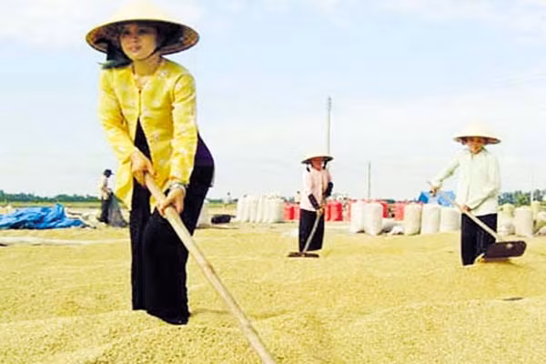 5. Nông dân. So với người lao động, người nông dân có sức khỏe dẻo dai hơn rất nhiều. Nông dân cũng là tầng lớn dẫn đầu nhóm nghành nghề chăm thể dục thể thao nhất. Với 2/3 các báo cáo cho thấy, họ dành ít nhất 30 phút để vận động cơ thể mỗi ngày. Kể cả họ có lười tập thể dục thì tính chất công việc cộng với môi trường thiên nhiên cũng ưu đãi tuổi thọ cho họ hơn.