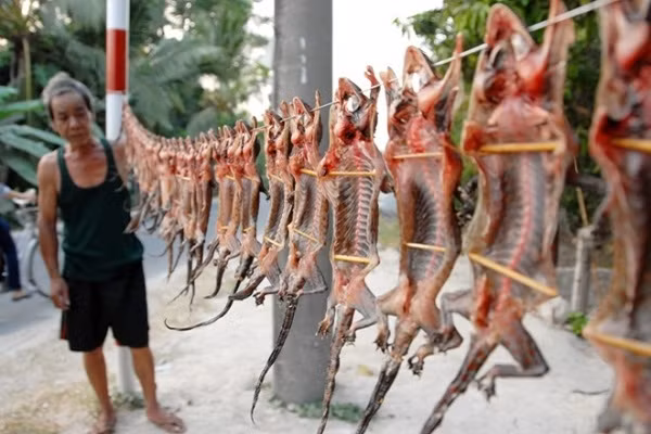 Khô thằn lằn, khô tắc kè ngày nay được nhiều người miền Tây sản xuất, chế biến nhằm phục vụ nhu cầu của đông đảo dân nhậu. Thằn lằn sống ở trong nhà cũng được người dân bắt đem xẻ thịt phơi khô 2 - 3 nắng, sau đó xào với các gia vị trở thành món ăn đặc sản ở miền Tây. (Ảnh: Depplus.vn)