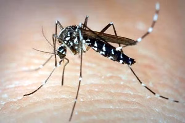 7. Muỗi cũng chọn nhóm máu. Theo một nghiên cứu từ Nhật Bản, những người nhóm máu O hấp dẫn muỗi nhiều gấp đôi so với người nhóm máu A. Điều thú vị là muỗi còn “nếm” loại máu ưa thích của chúng thông qua chất bài tiết dưới da và loại máu của con người.