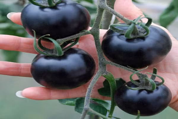 Do biến đổi gene nên cà chua đen chứa rất nhiều anthocyanin, nhóm hợp chất có khả năng chống oxy hóa mạnh. Nhiều chuyên gia tin rằng anthocyanin có khả năng ngừa hàng loạt bệnh - bao gồm ung thư, tiểu đường và béo phì.