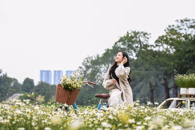 Với diện tích khoảng 2000m2, đây có thể được xem là địa điểm chụp cúc họa mi đẹp nhất tại Hà Nội.