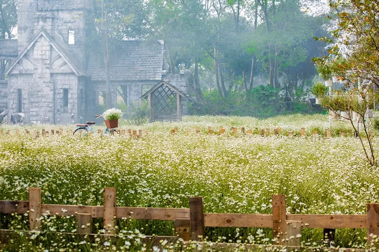 Thảm hoa cúc họa mi rộng khoảng hơn 2.000m2 với hơn 10.000 gốc tại Thảo nguyên hoa Long Biên đang nở rực rỡ.