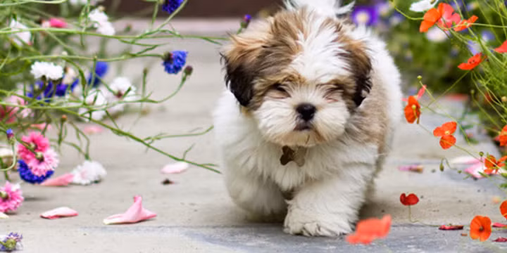 Trong khoảng thời gian này những người tuổi Tuất nỗ lực hết mình để cuộc sống có thể đi theo một lộ trình giống như tuổi Tuất mong muốn.