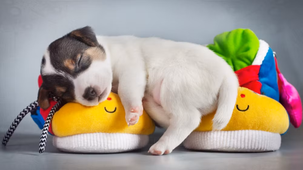 Sau tuổi trung niên, người tuổi Tuất có vận số khởi sắc, làm gì cũng thuận buồm xuôi gió, đặc biệt là từ giai đoạn này trở đi, cuộc sống của họ được nâng lên tầm cao mới. Từ sự nghiệp, nhân duyên, đến tài vận, mọi thứ đều vận hành trơn tru, cuộc sống dư giả, sung túc. (* Thông tin trong bài chỉ mang tính tham khảo, trắc nghiệm vui).
