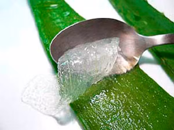Sử dụng lô hội. Lô hội có khả năng ngăn ngừa những vết thương mới hình thành và làm giảm sự hình thành của các mô sẹo mới. Vì vậy, lô hội được sử dụng trong điều trị sẹo lồi tại nhà. Cách sử dụng lô hội trị sẹo lồi khá đơn giản: bạn có thể sử dụng lô hội tươi hoặc dùng gel lô hội thoa lên vết sẹo lồi. (Nguồn ảnh: Triseo, Cachtriseo.com)