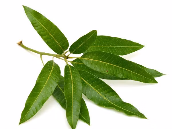 Để chế biến bài thuốc trị bệnh tiểu đường từ lá xoài, bạn cần chuẩn bị 11-12 lá xoài non và 2 ly nước. Bạn đừng quên rửa lá xoài thật sạch trước khi sử dụng.