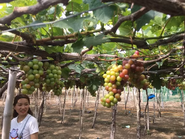 Theo lãnh đạo địa phương, làng nho Thái An có trên 180ha, với khoảng 400 hộ làm nho. Làng nho này nằm ở vị trí rất thuận lợi cho du khách, sát con đường đi du lịch vịnh Vĩnh Hy. Mô hình làm nho du lịch đang giúp cho các nông dân địa phương nâng cao thu nhập và góp phần đẩy mạnh du lịch của địa phương phát triển. Làng nho Thái An luôn mở cửa đón khách các tỉnh Bình Thuận, Bình Dương, Hà Nội, TP. Hồ Chí Minh, Đồng Nai, Khánh Hòa, Đà Lạt, Gia Lai,…