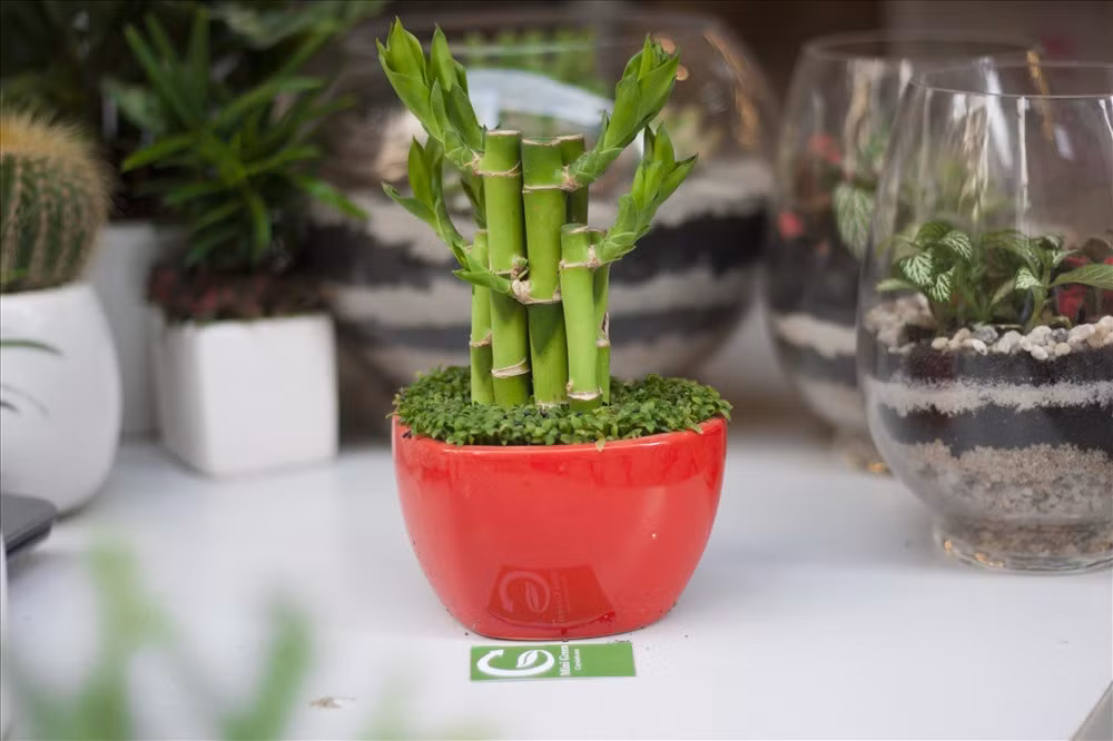 Cây phát tài còn có tên gọi là cây phất dụ hay được trưng bày trong nhà ở, nơi làm việc. Đây là loài cây có sức sống mãnh liệt dù trong điều kiện hoàn cảnh khắc nghiệt nhưng thân cây vẫn phát triển hiên ngang.