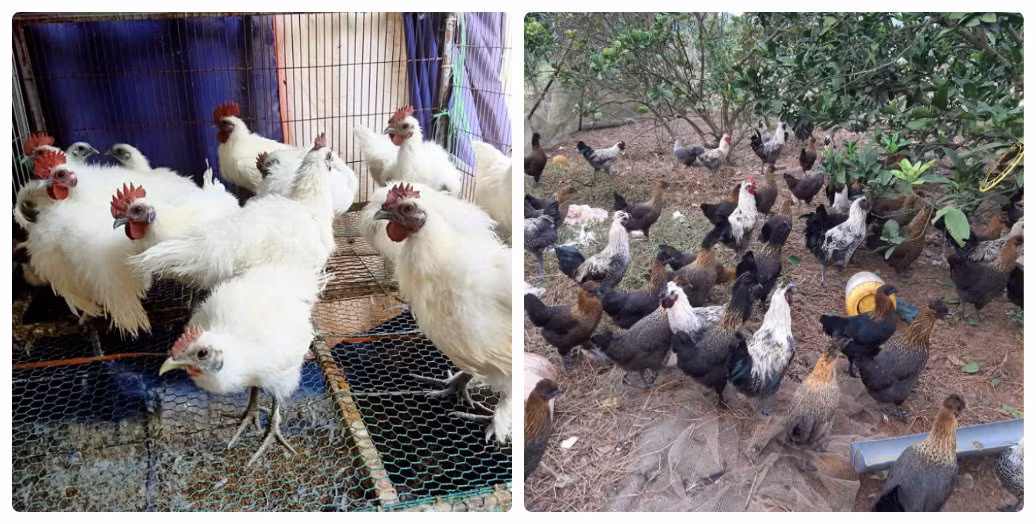 Nuoi con vat nghe ten khong may hien lanh, thu hang tram trieu moi nam