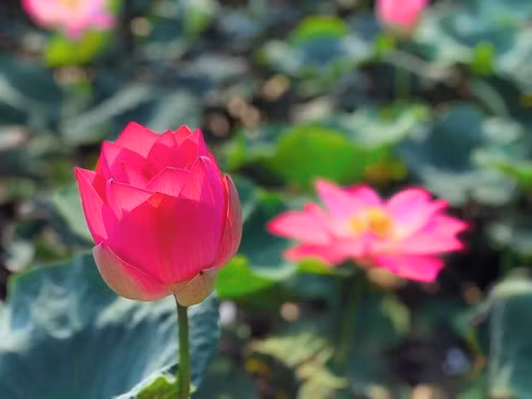 Loài sen này có thể ra hoa nhiều lần trong một năm. Mỗi khi một đợt sen tàn chỉ cần ngắt lá già, cuống hoa sen rồi bón phân là sen lại tiếp tục ra một đợt mới.