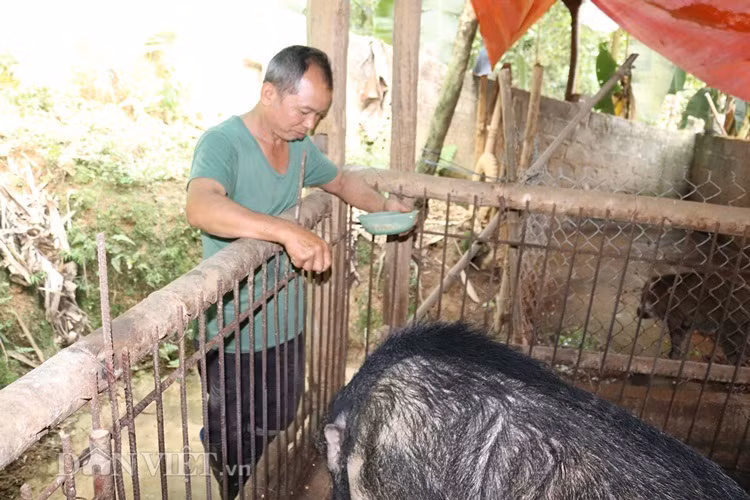 "Trước đây, chuồng trại chưa được làm kiên cố, con lợn rừng khủng này sổng khỏi chuồng gây náo loạn cả trang trại. Với trọng lượng hàng tạ của nó, vợ chồng tôi không dám đến gần mà để nó chơi chán trong vườn, khi đói nó tự chui vào chuồng ăn xong rồi ngủ mới nhốt được nó" - ông San kể.