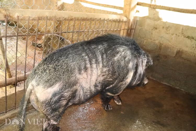 Ông San cho biết: Đã có người đến hỏi mua con lợn rừng khủng này với giá trên 40 triệu đồng nhưng tôi vẫn không đồng ý bán. Vợ chồng tôi gắn bó với nó gần chục năm trời rồi không thể nói bán là bán được ngay. Lúc mới mua về nuôi nó chỉ nặng có 10kg, giờ đã nặng 200kg, dài 1,5m.