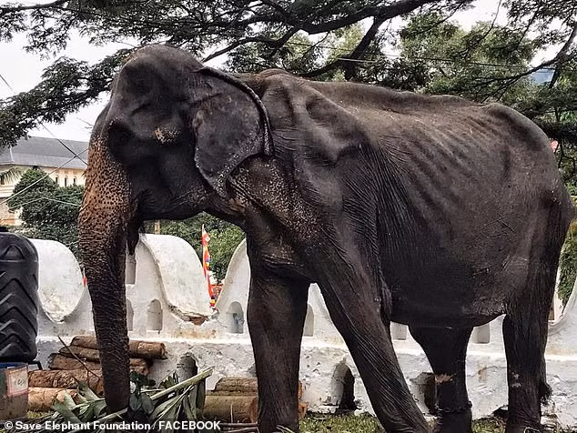 "Cụ voi" gầy trơ xương vẫn bị bắt phục vụ lễ hội suốt 10 đêm "Cụ voi" Tikiiri với thân hình gầy trơ xương.