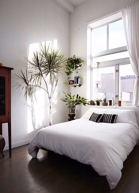 Cây xanh không chỉ thanh lọc không khí mà còn mang lại sự thư thái cho tinh thần của con người.