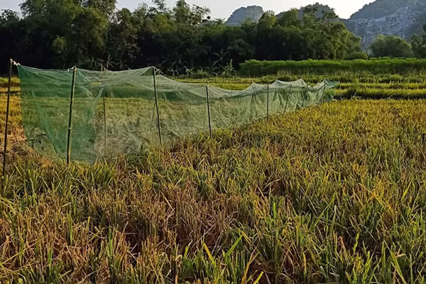 Nguoi Viet giang luoi bat “tom bay”, ca trieu dong/ngay